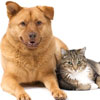 Cat and Dog - Our Services
